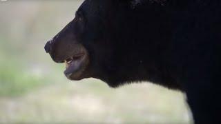 Wolves Defend Pups from a Bear  BBC Earth