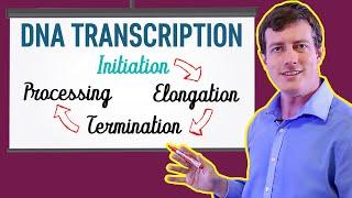 DNA Transcription Made EASY  Part 1 Initiation 