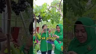 kunjungan pak Dandim dan ibu beserta rombongan kebun #cskgrape