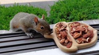 Baby squirrels cute attempt to take the acorn tray