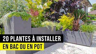 Meilleure plantes pour Bac ou Pot résistance extrême