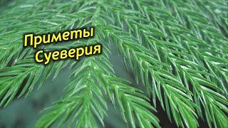 Можно ли держать Араукарию дома? Араукария – приметы и суеверия.