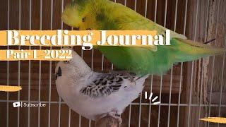 Budgie Breeding Journal #1 of 2022  Pair TCBSP Violet Texas Clearbody X Light Green Spangle