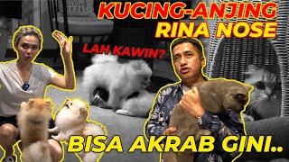 LOH KOK KUCING SAMA ANJING RINA NOSE KAWIN SIH..??