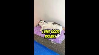 I FELL GOOD - Ngeprank Kucing