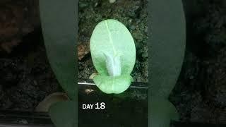 Artichoke Seed Sprouting Time Lapse