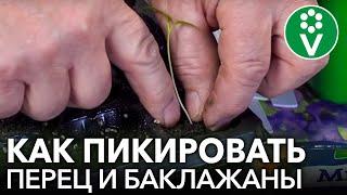 ПИКИРОВКА ПЕРЦЕВ И БАКЛАЖАНОВ ПОШАГОВО Методика пикировки от агронома П.Н.Ломоноса