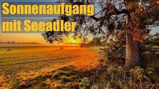 Sonnenaufgang mit Seeadler