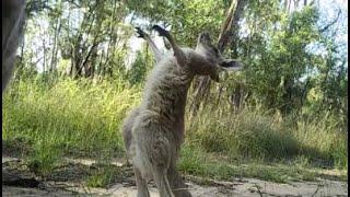 Babysitting Macropus giganteus