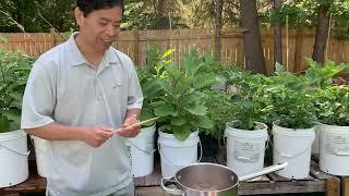 Iu-Mienh Sacramento Iu-Mienh Sausages Deep Frying in the backyard