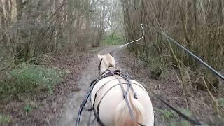 Orie voor de Kar in het bos