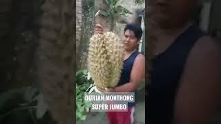 DURIAN MONTHONG SUPER JUMBO #shorts