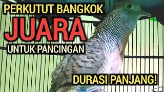 DURASI PANJANG PERKUTUT BANGKOK GACOR JUARA UNTUK PANCINGAN 100% NYAUT