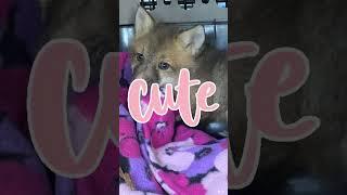 Watch Baby fox rescued from window well of Colorado home #shorts