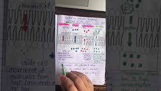 Cell Processes Review