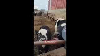 Cow runs to get marshmallow treat