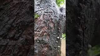 Mushrooms in Jackfruit tree  due to continuous rain for last 2 months