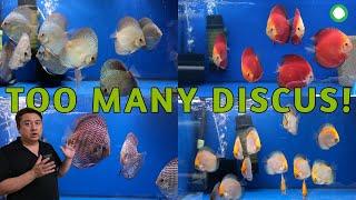 Too Many Discus In Our Sanctuary  Aquarium Tour  Golden Crown Altum Flora Wild Discus RGD