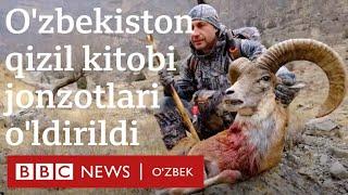 Ўзбекистон қизил китобидаги жонзотларни россиялик овчи ўлдирди - BBC News Ozbek