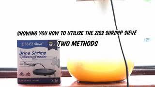 How The Ziss Baby Brine Shrimp Sieve Works #guppyfry #fishtank #babybrineshrimp #guppycentral