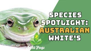 All About The Australian Whites Tree Frog