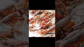 a lot of shrimp crayfish #shrimp #shorts #crayfish