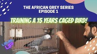 How to train a 15 years caged bird?  African Grey Series  Taming a parrot