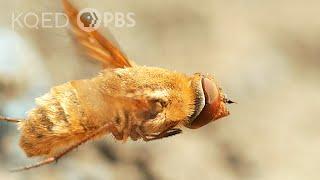 This Fly Torpedoes a Bindweed Bee’s Nest  Deep Look