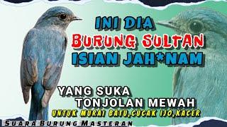 TONJOLAN MEWAH MASTERAN BURUNG FULL TEMBAKAN  INI DIA Burung Sultan Isian Jah*nam