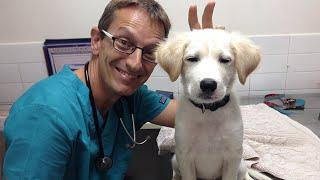 When vet is a nightmare for every dog  Funniest Dog Reaction