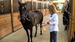 Absorbine Veterinary Liniment  Treat Lameness In Horses