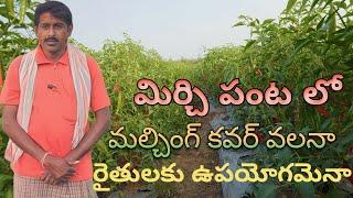  chilli farming  మిరప సాగు  మల్చింగ్ కవర్ మిరప సాగు  manakosamraithu 