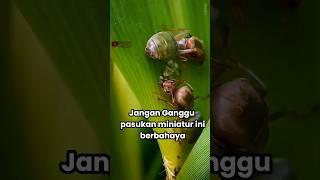 Jangan Ganggu pasukan tentara miniatur ini berbahaya #feedshorts #faktaunik #animals #shortvideo