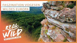 Wildes Europa So schön sind die Vogesen  Natur Doku  Real Wild Deutschland