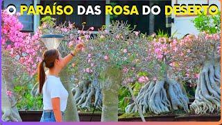 DESCOBERTO O PARAÍSO DAS MAIS BELAS ROSAS DO DESERTO