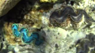 Шарм эль шейх -  коралловый риф замечательное зрелище под водой