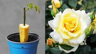 With Just 1 Banana Your Rose Garden Will Revive And Bloom Profusely