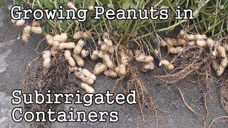 Growing Peanuts in Self-Watering SIP Sub-irrigated Containers or Pots
