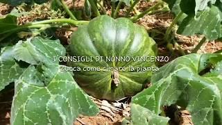 Zucca rimozione delle cime