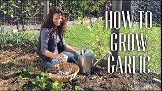 How to grow Garlic from bulbs in a small garden