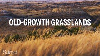 As old-growth grasslands disappear ecologists test new restoration strategies