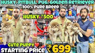 Cheapest Dogs Market In Delhi NCR  Husky Retriever Shitzu  Dog in 699₹  The Pet Mansion