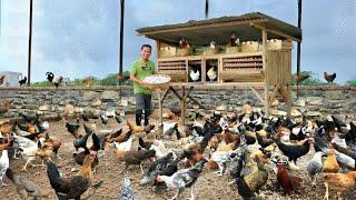 Make Money in Raising Native Chickens Reasons Why Its Good to Invest in Native Chicken Farming