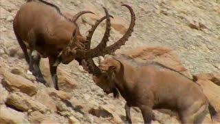 Ibex Fight for Mating Rituals  Wild Arabia  BBC Earth