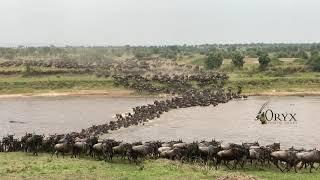 Wildebeest Migration River Crossing Serengeti National Park