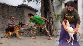 German Shepherd Guard Dog Sleeve Attack Traning Mini Zoo  Ma New Murga ki Entry Hsn Entertainment