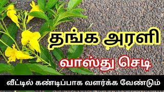 Thanga Arali Shedi Veetil Valarkalama  Vasthu Poo  Arali Poo Sedi  Yellow Bells  தங்க அரளி செடி