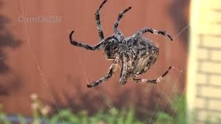 Как паук плетёт паутину... Spider and web...