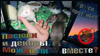 Дикие пасюки и декоративные крысы в одной стае  Можно или нет. Посмотрим?  Wild Ratd 