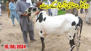 Today Domail Mandi Fatehjang Rate’s update16Aug2024-Part04Sunny Video Fateh Jang Cow Mandi 2024